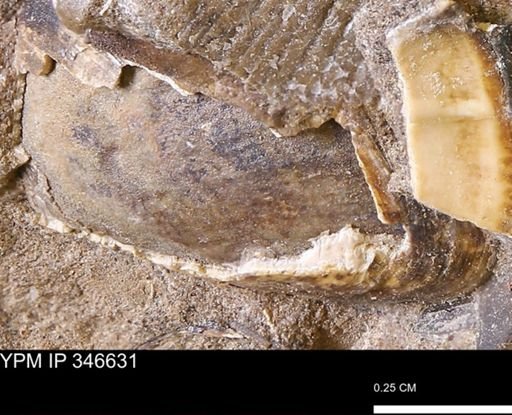 undet. Bivalvia
