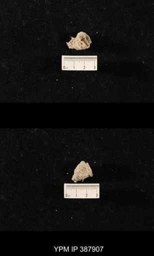 Hercosia sp.