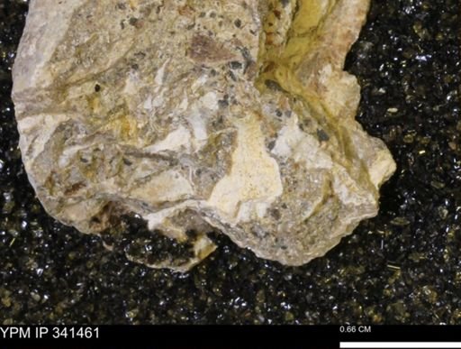 Scaphites sp.