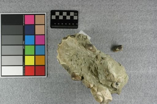 Entelodon sp.