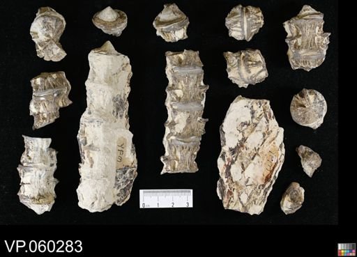 undet. Actinopterygii