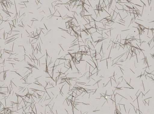 Protosuberites epiphytum