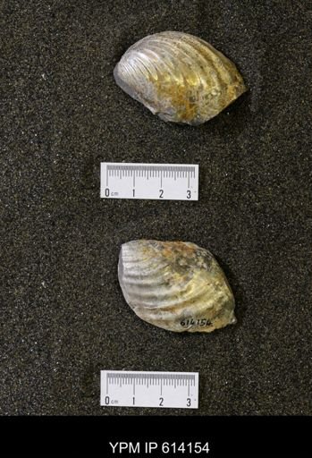 Inoceramus sp.