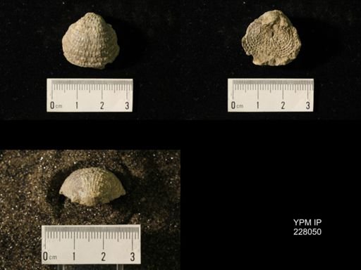 Juresania symmetrica