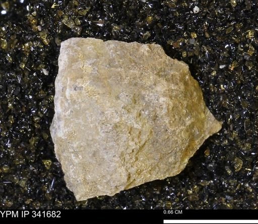 Scaphites sp.