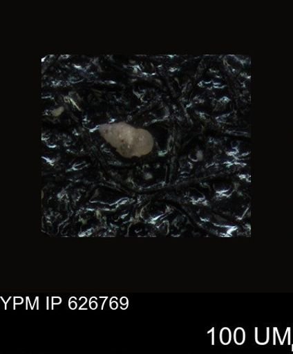 undet. Foraminiferida