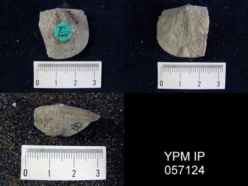 Orthostrophia strophomenoides