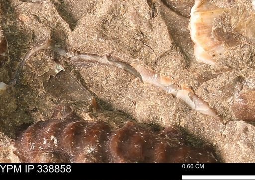 undet. Bivalvia