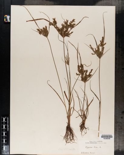 Cyperus iria