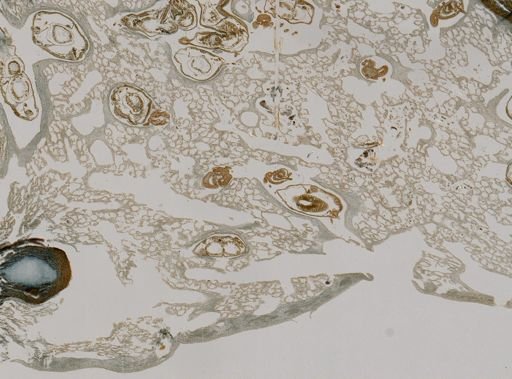 Ianthella flabelliformis