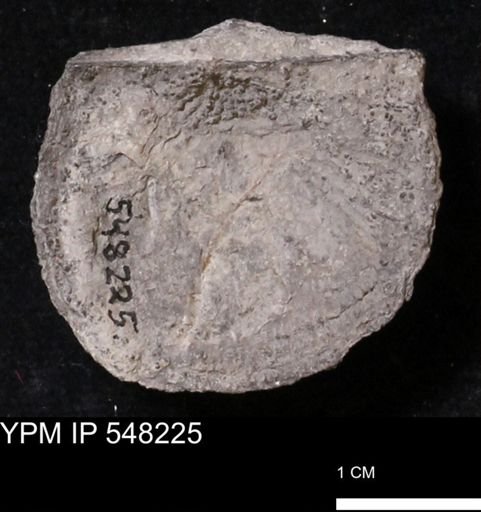 Stropheodonta demissa