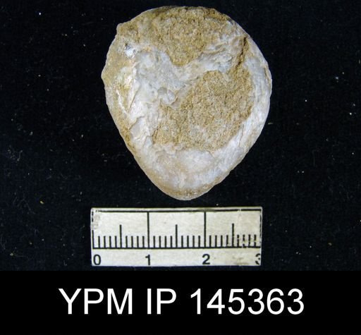 Spirigerella grandis