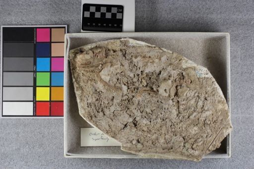 Hypisodus?