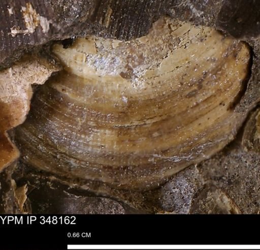 Limopsis striatopunctatus