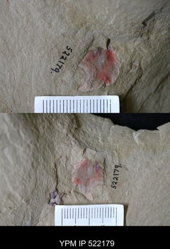undet. Stelleroidea