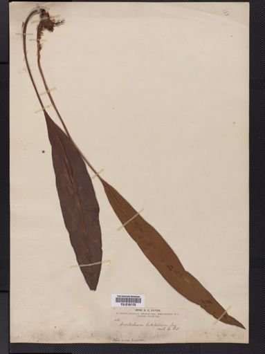 Elaphoglossum