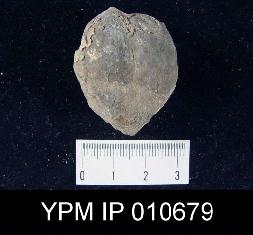 Productus semistriatus