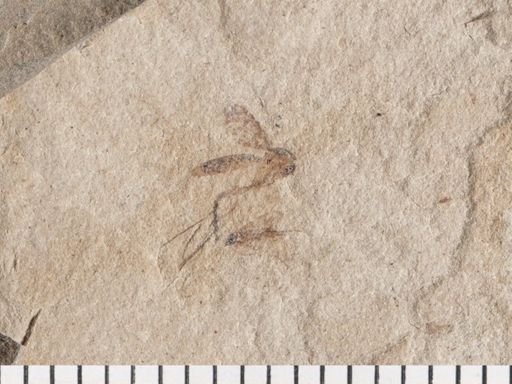 Diptera