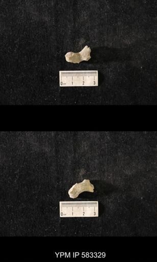 Hallopora andrewsi