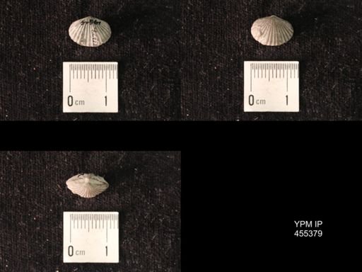 Platystrophia morrowensis