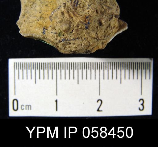 Pholidops ovata