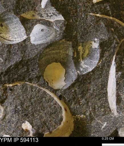 Limopsis? striatopunctatus
