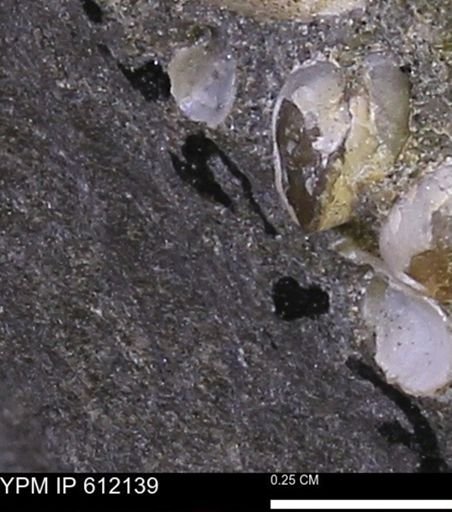 undet. Bivalvia