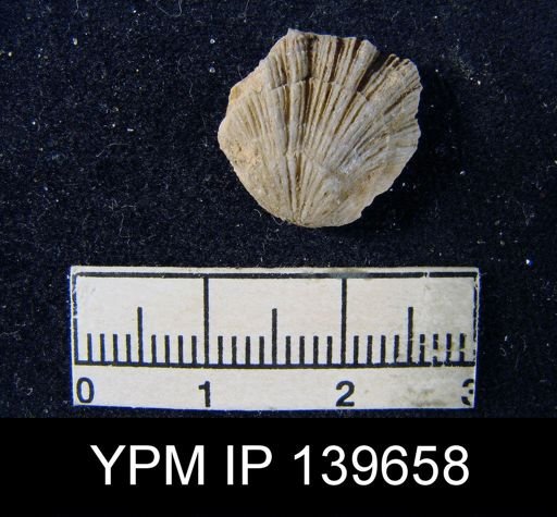 Streptorhynchus (Kiangsiella) pectiniformis