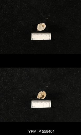 Poikilosakos petaloides
