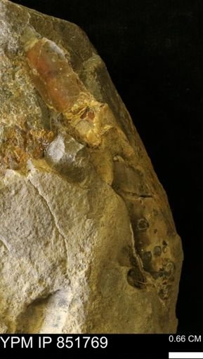undet. Inoceramidae