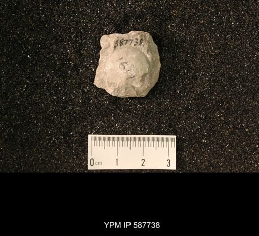 Brachyprion anticostiense