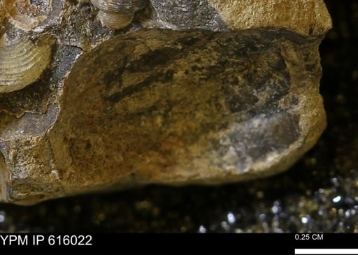 undet. Mollusca