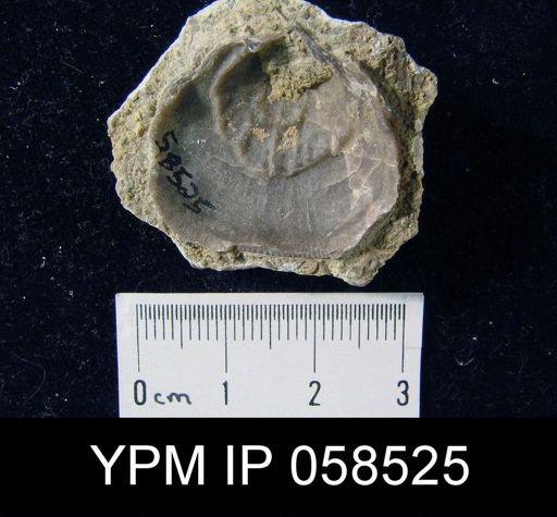 Rhipidomella oblata