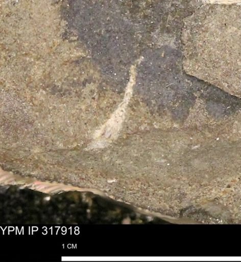 undet. Mollusca