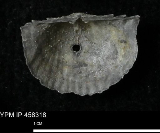 Chonetes mucronatus