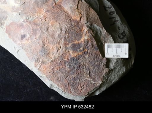 undet. Arthropoda
