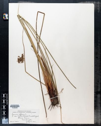 Juncus effusus