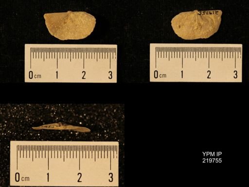 Chonetes granulifer