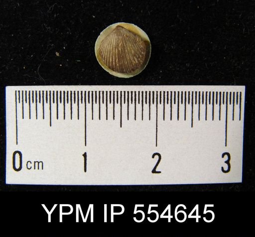 Homoeospira bouchardi anticostiensis