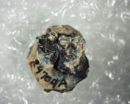 Washakius sp.