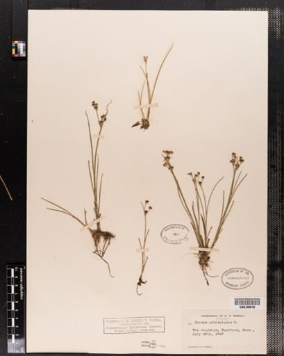 Juncus articulatus
