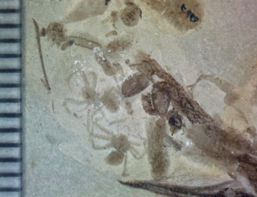 undet. Araneae