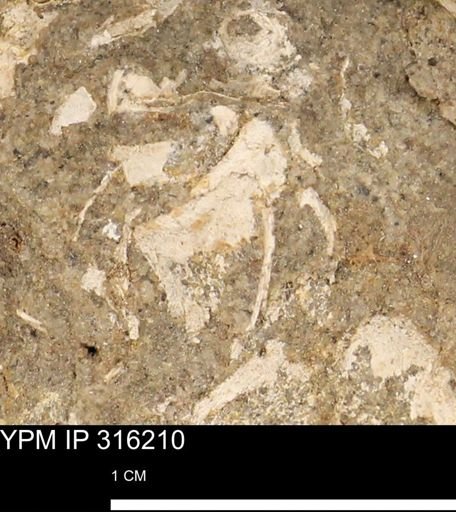 undet. Mollusca
