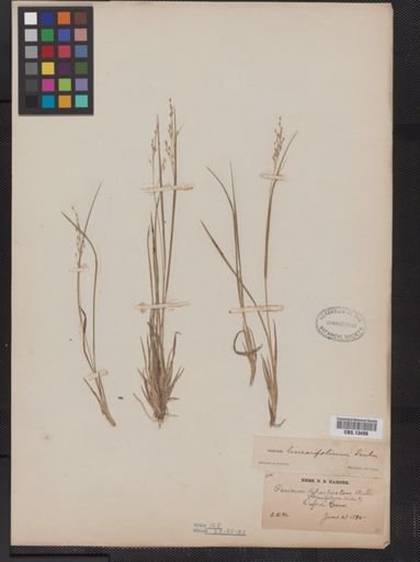 Panicum linearifolium
