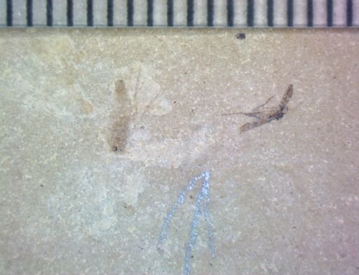 undet. Diptera