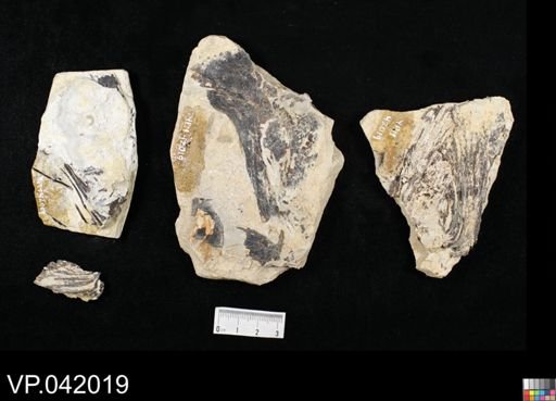 undet. Actinopterygii