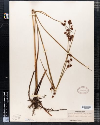 Cladium mariscoides
