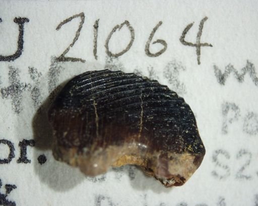 Ptilodus montanus