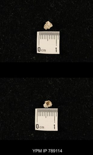 undet. Brachiopoda