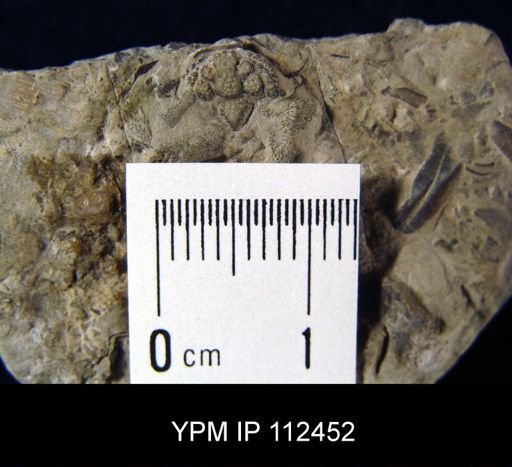 Acidaspis onealli